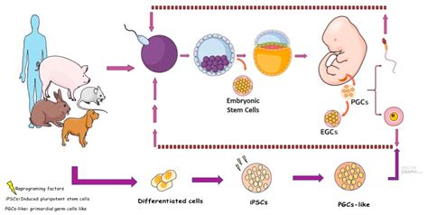 Animals | Free Full-Text | Step by Step about Germ Cells Development in ...