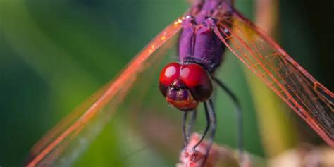 Do Dragonflies Bite? and more Interesting Bug Facts | Science Facts