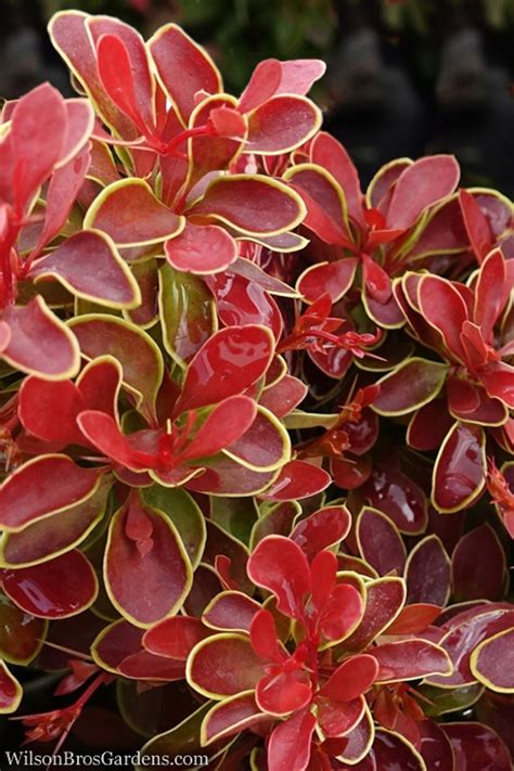 Buy Admiration Barberry | FREE SHIPPING | Wilson Bros Gardens | 3 Gallon Pot for Sale online ...