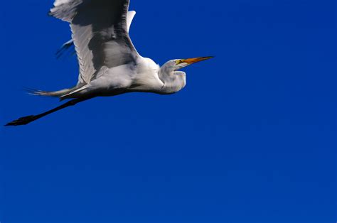 White Heron Bird in Flight - Louis Dallara Photography