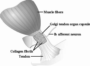 Golgi tendon organ – Lancaster Glossary of Child Development