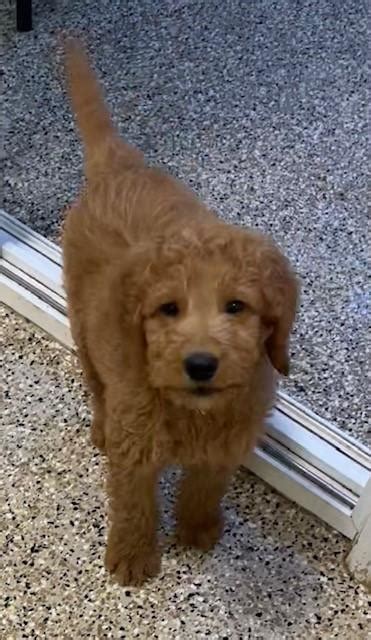 ADOPTED! NOW ACCEPTING APPLICATIONS for Goldendoodle puppies - Golden Retriever Rescue