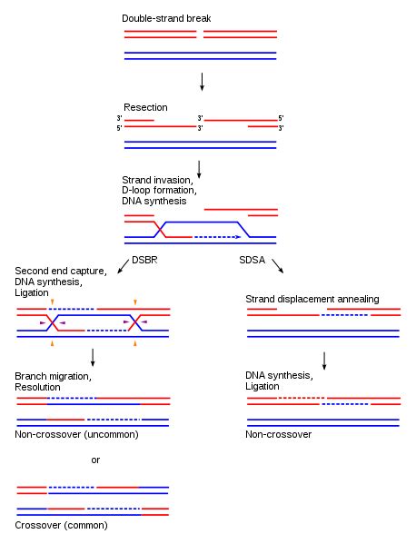 Homologous recombination