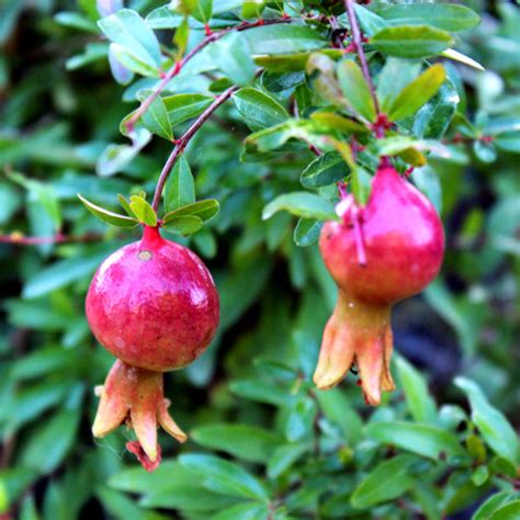 Dwarf Pomegranate - myBageecha