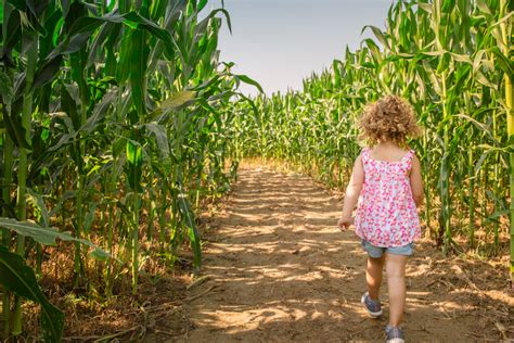 8 corn mazes in Cincinnati you must conquer this fall - Cincinnati ...