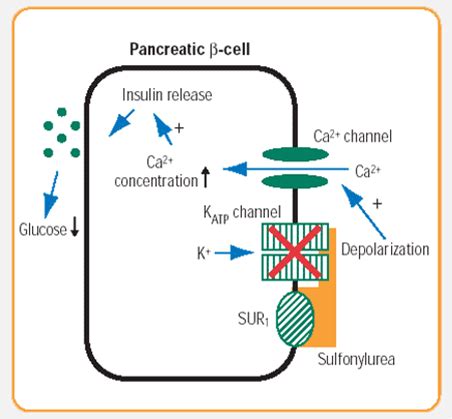 Sulfonylurea receptors