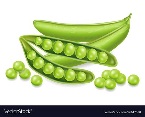 Green peas realistic isolated on white 3d Vector Image | Peas, Vegetable painting, Fruit vector