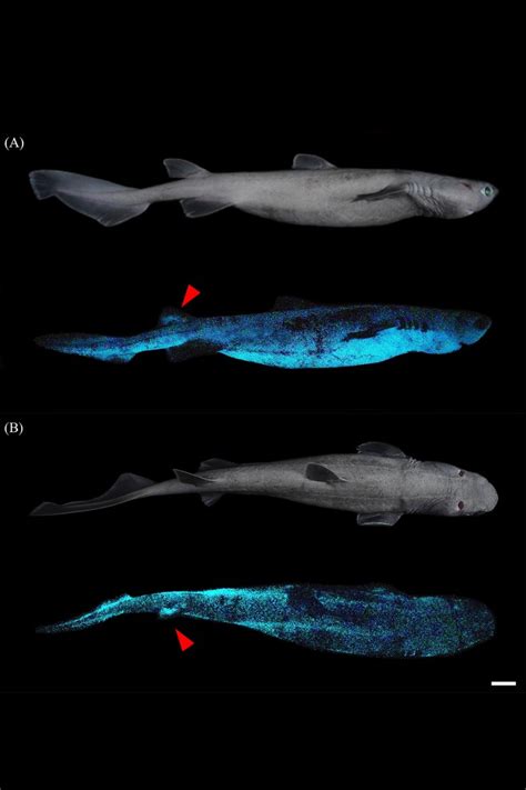 Glow-in-the-dark sharks found lurking hundreds of feet below sea near New Zealand