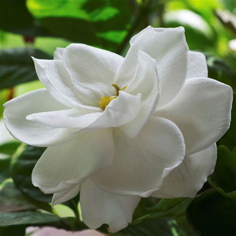 Radicans Gardenia | PlantAddicts.com