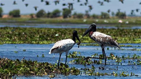 Visit Crooked Tree Wildlife Sanctuary - An Unspoiled Belize Paradise