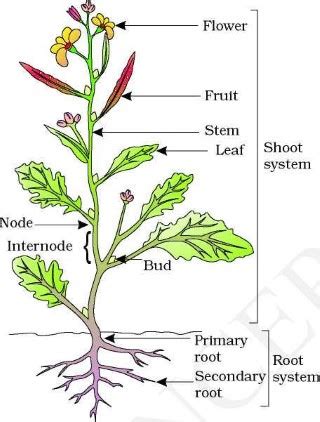 Plant Parts and Their Functions | PMF IAS