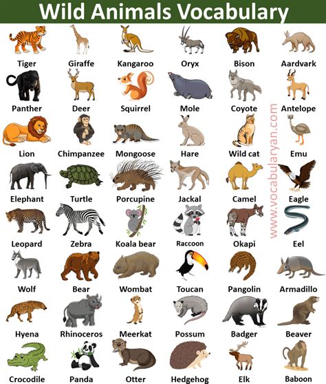 100+ Wild Animals Names in English with Picture – VocabularyAN