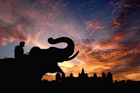 Mysuru (Karnataka): Dasara elephants at Mysore Palace during sunset