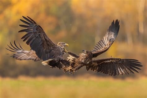 Home - Poland WildLife - Kutno