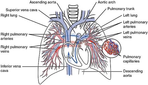 How does the Human Body Cardiovascular System Work?