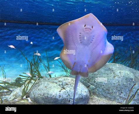 Baby Stingray High Resolution Stock Photography and Images - Alamy