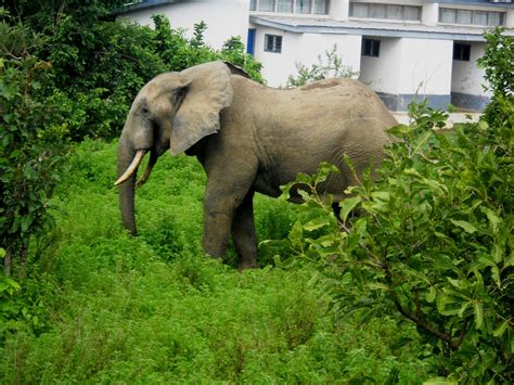 Mole National Park - Ghana's Largest Wildlife Park