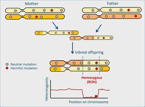 Evolution Science Clarity: What Are Inherited Diseases, and What is "Inbreeding". by James Arjuna