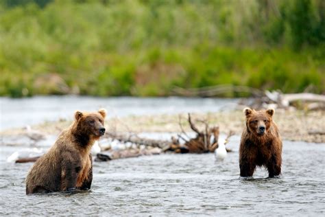 Wildlife in Alaska - All About Alaska's Wildlife | Travel Alaska