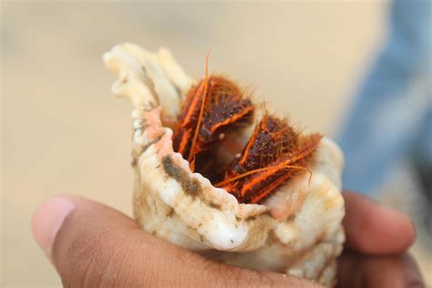 Free stock photo of fun, hermit crab, holiday