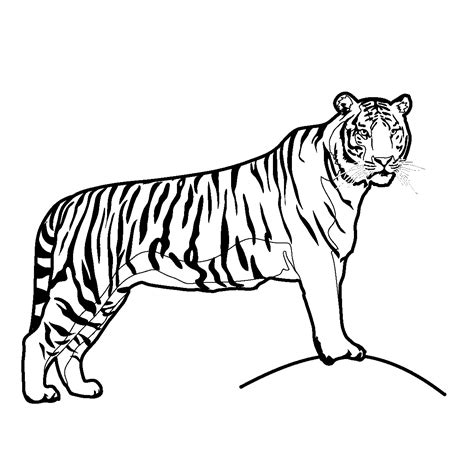 Tigre (Animales) – Páginas para colorear