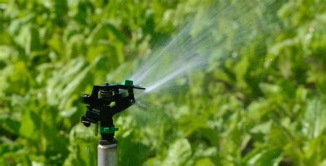 Subsurface Irrigation: Everything you need to know | Eden Lawn Care and ...