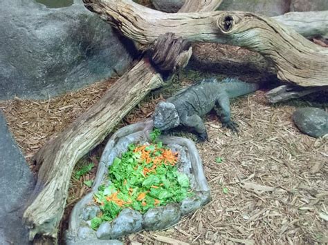 Rhino Iguana: Proper Care Guide & Best Practices for Owners!