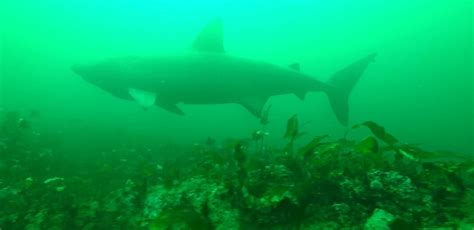 'SharkCam' Reveals Secret Breeding Life Of The Endangered Basking Shark Species