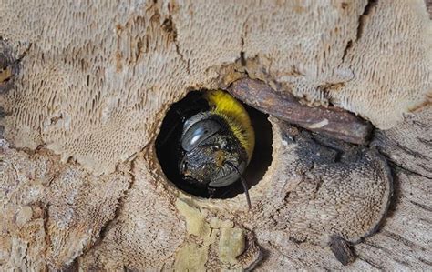 Mesa's Carpenter Bees: What You Should Look Out For