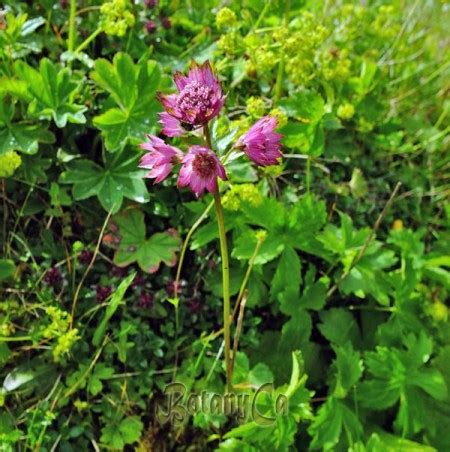 Astrantia major – Botanically Inclined – Seed Adventures