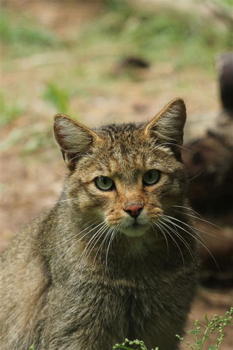 European Wildcat by Noiryss on DeviantArt