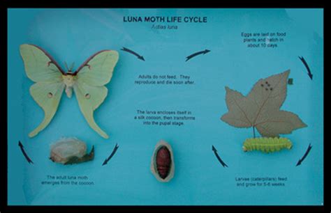 Lifecycle of Luna Moth - Luna Moth