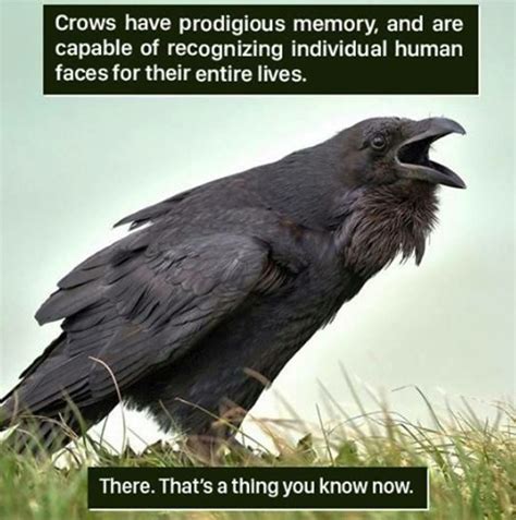 Pin by Rebecca Cato on Crows & Ravens | Weird animal facts, Weird animals, Animal facts