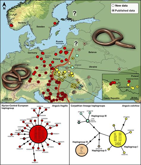 Distribution of mitochondrial haplogroups and haplotype networks of ...