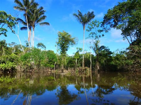 Rainforest Cruises Announce Amazon River Cruises - Rus Tourism News