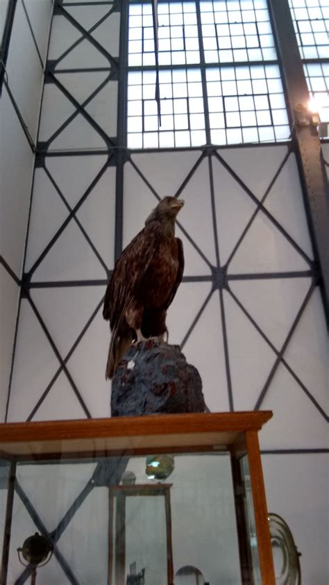 Aeronáutica en Museo del Chopo | Museos, Tlatelolco