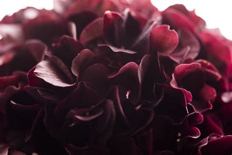 Free Images : black and white, leaf, purple, petal, rose, red, pink ...