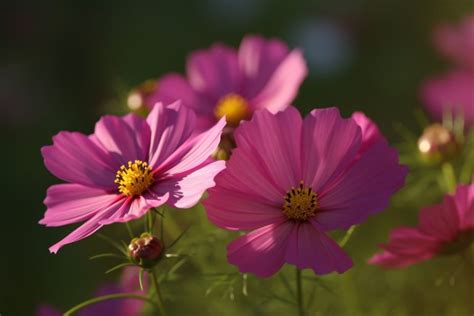 Purple Cosmos Flower Meaning, Symbolism & Spiritual Significance ...