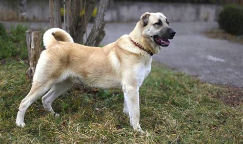 The Gampr (Armenian wolfhound) - A National Treasure Of Armenia ...