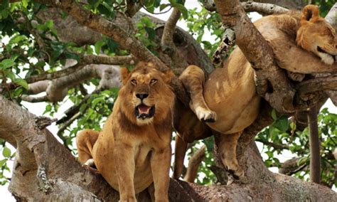 Tree Climbing Lions - Queen Elizabeth National Park