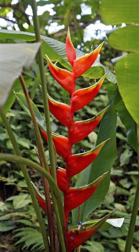 Red Heliconia Flower on Tropical Rainforest Stock Photo - Image of ...