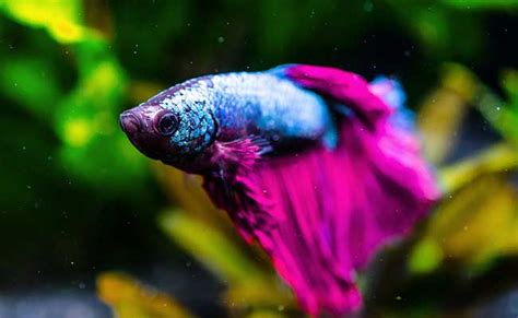 Does your betta fish sleep? How to catch your Betta snoozing