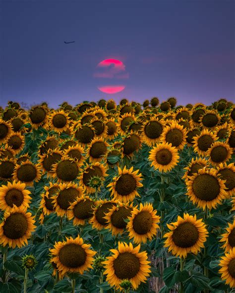 Sunflower Sunset | Lars Leber Photography