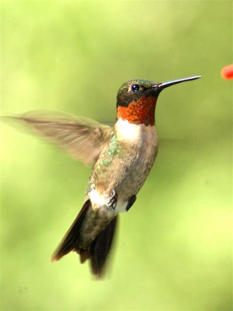 SE Texas Birding & Wildlife Watching: Hummingbirds at Kleb Woods