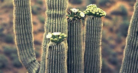 Arizona State Flower - Saguaro - ProFlowers Blog