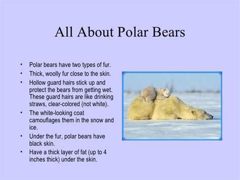 Polar Bear Fact Sheet For Kids | Kids Matttroy