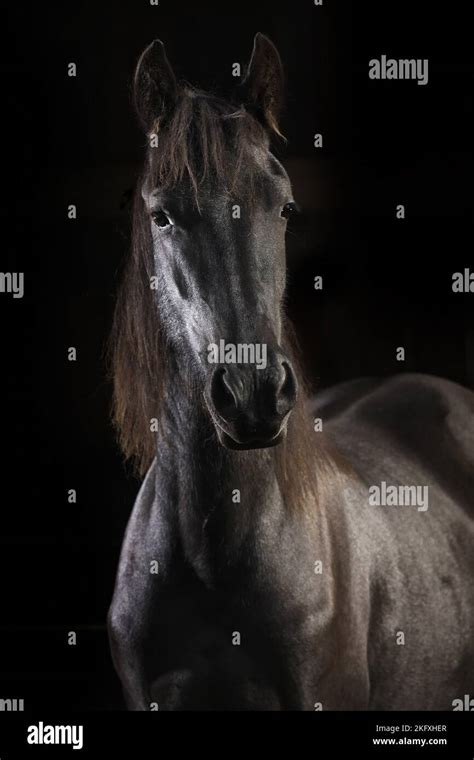 Friesian Horse in front of black background Stock Photo - Alamy