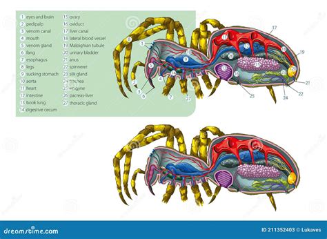 Spider Anatomy Chart