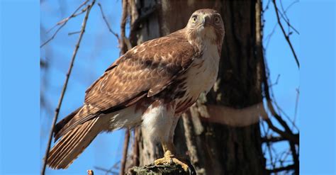 #bioPGH Blog: The Young Hawk’s Call | Phipps Conservatory and Botanical Gardens | Pittsburgh PA