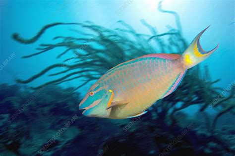 Stoplight parrotfish supermale - Stock Image - Z605/1484 - Science Photo Library